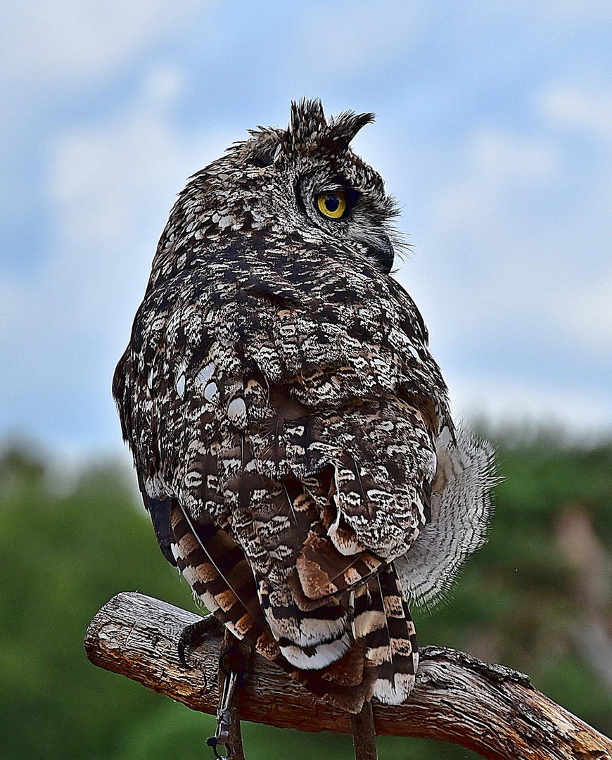 Fleckenuhu (Bubo africanus)