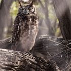 Fleckenuhu, Spotled eagle-owl