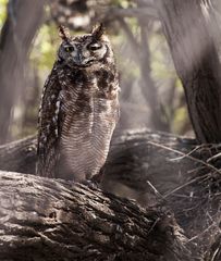 Fleckenuhu, Spotled eagle-owl