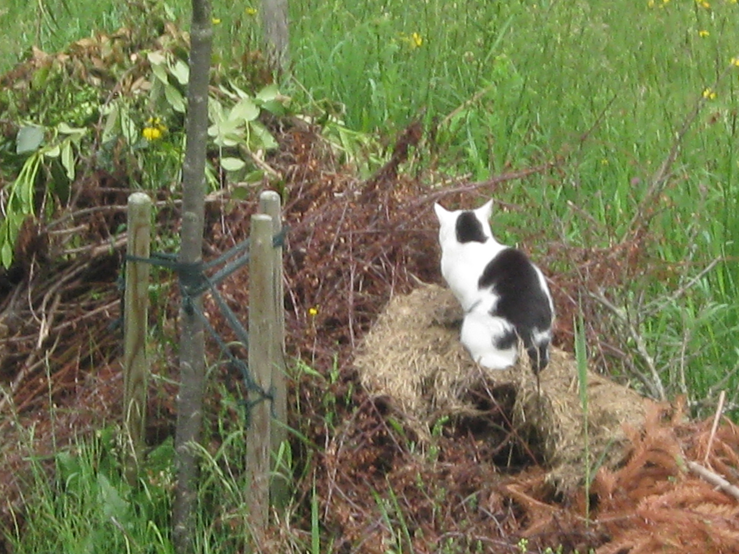 Flecki im Garten