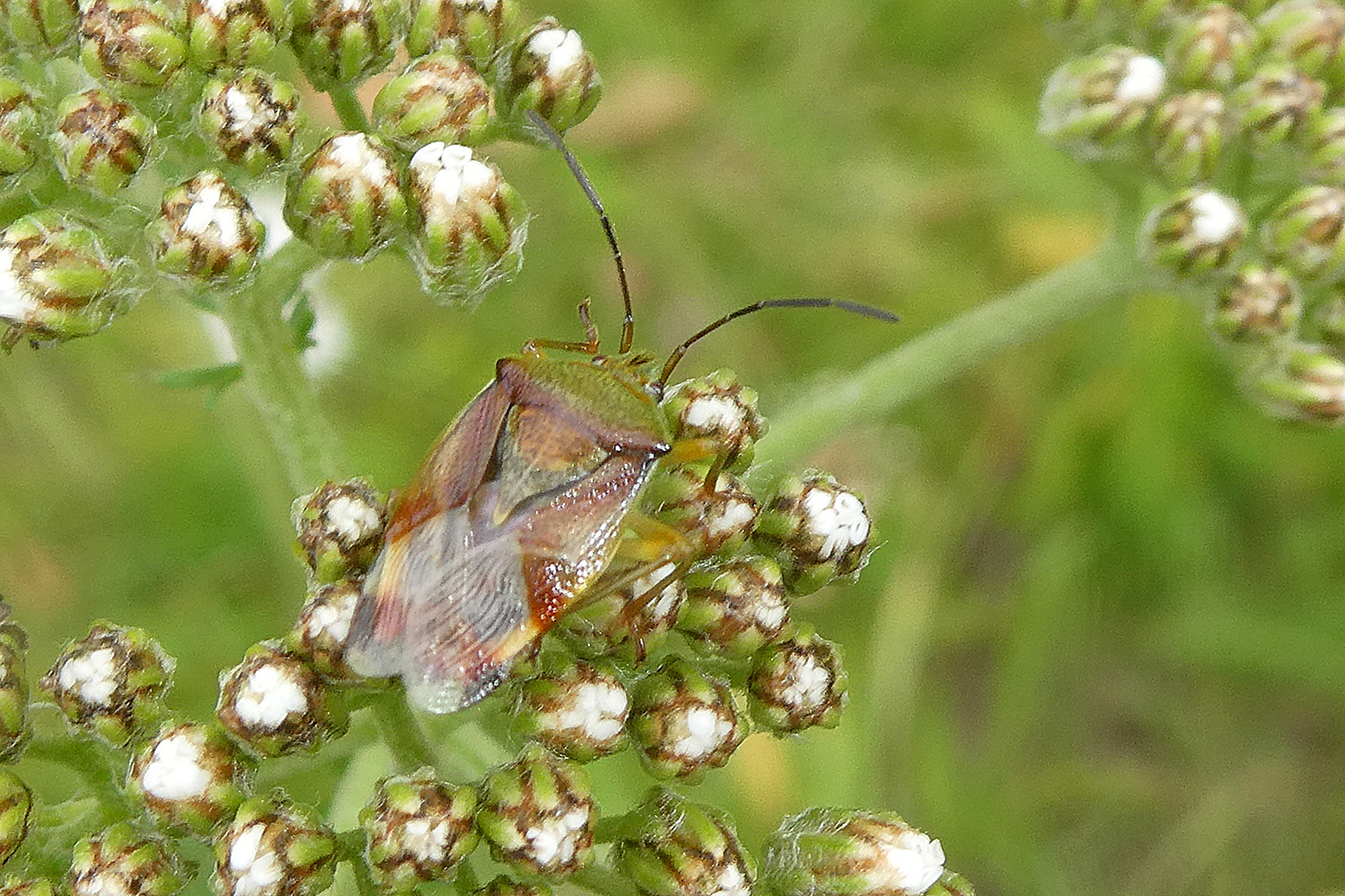 Fleckige Brutwanze