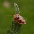 Fleckige Brutwanze (Elasmucha grisea) auf Großer Brennnessel