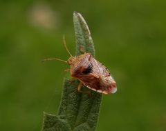 Fleckige Brutwanze (Elasmucha grisea) auf Großer Brennnessel