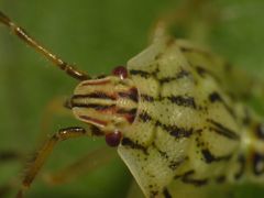 Fleckige Brutwanze (Elasmucha grisea) - L5 Larvenstadium