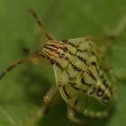 Fleckige Brutwanze (Elasmucha grisea) - L5 Larvenstadium