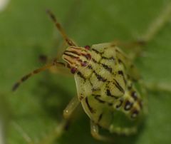 Fleckige Brutwanze (Elasmucha grisea) - L5 Larvenstadium