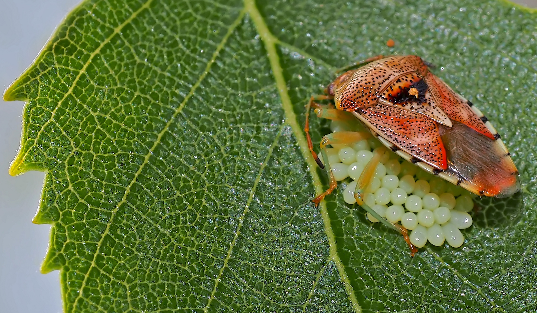 Fleckige Brutwanze (Elasmucha grisea) - La Punaise du bouleau. 