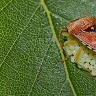 Fleckige Brutwanze (Elasmucha grisea) - La Punaise du bouleau. 