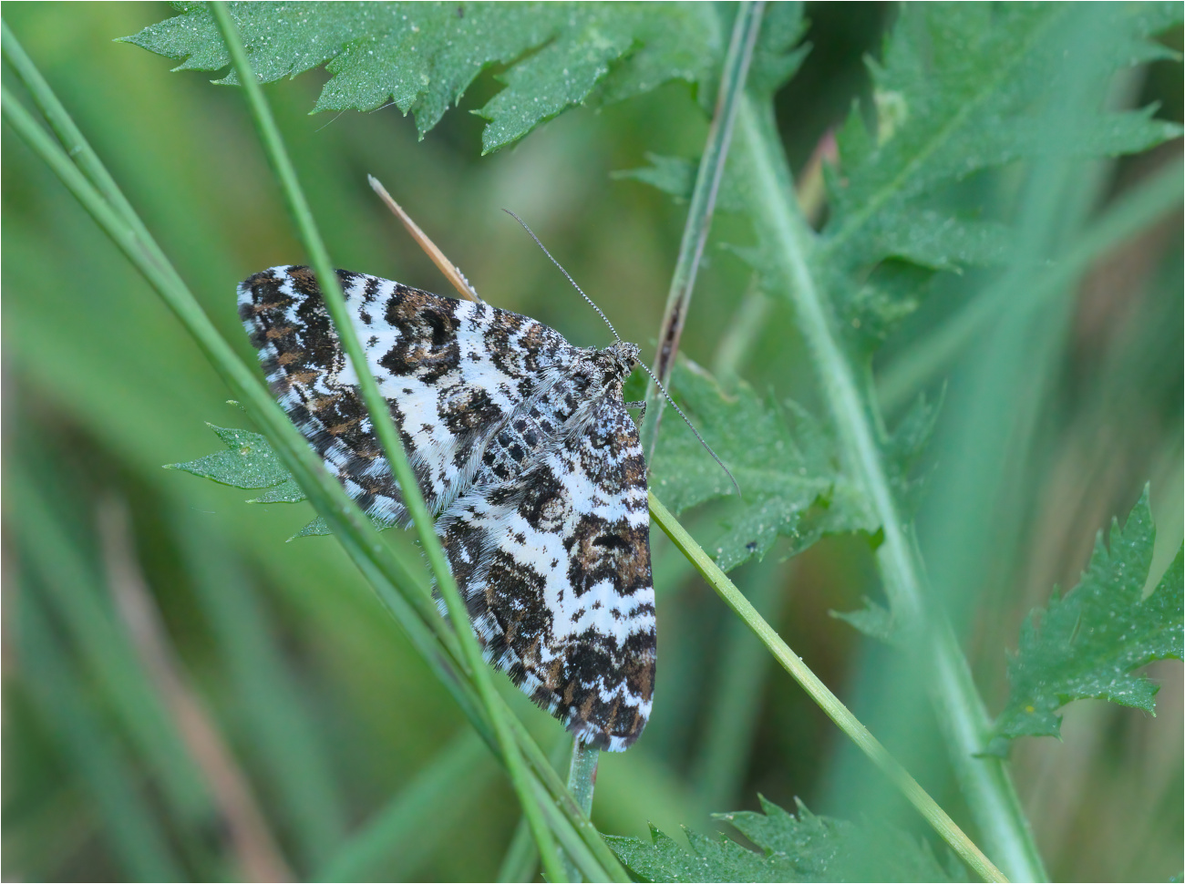 Fleckleib-Labkrautspanner (Epirrhoe tristata)