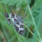 Fleckleib-Labkrautspanner (Epirrhoe tristata)