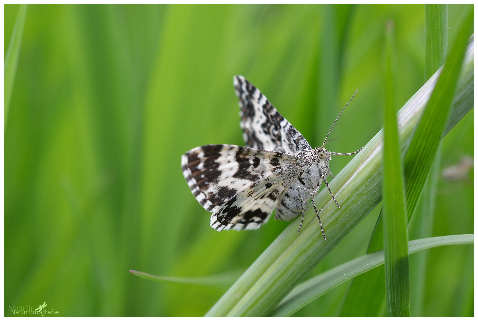 Fleckleib Labkrautspanner (Epirrhoe tristata)