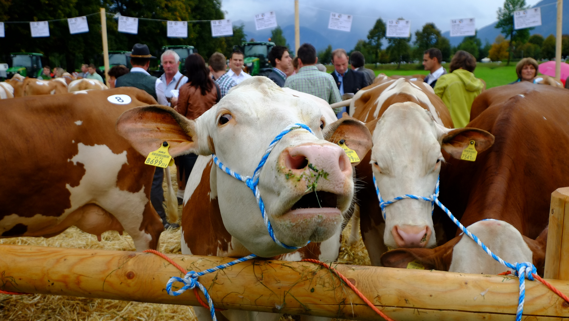 Fleckvieh auf dem Bauernmarkt in Mondsee