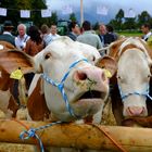 Fleckvieh auf dem Bauernmarkt in Mondsee