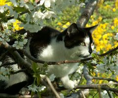 Flecky, der Kater meiner Enkelin Nadine.