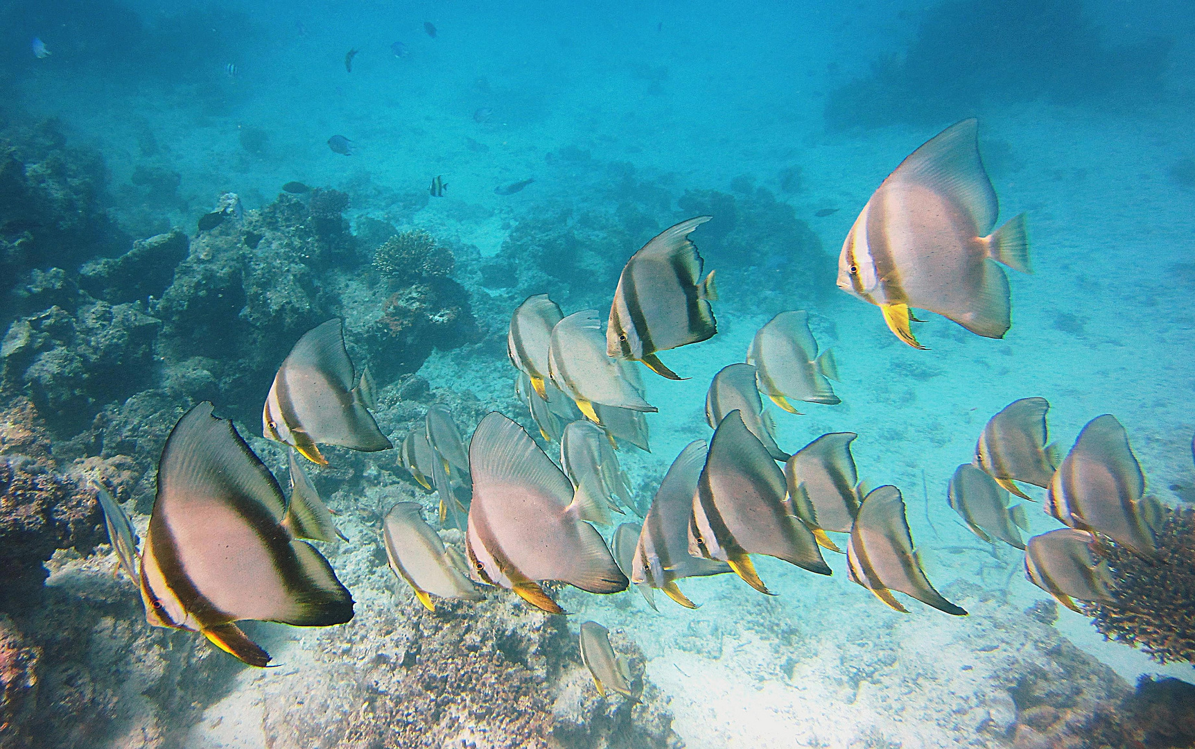 flederfischmäuse