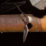 Fledermäuse am Chiemsee