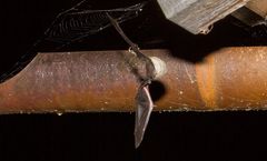 Fledermäuse am Chiemsee