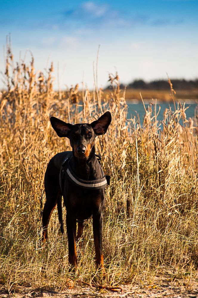 Fledermann oder Dobermaus :)