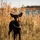 Fledermann oder Dobermaus :)