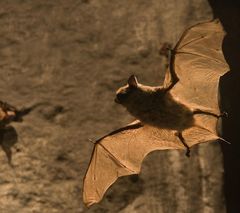 Fledermaus