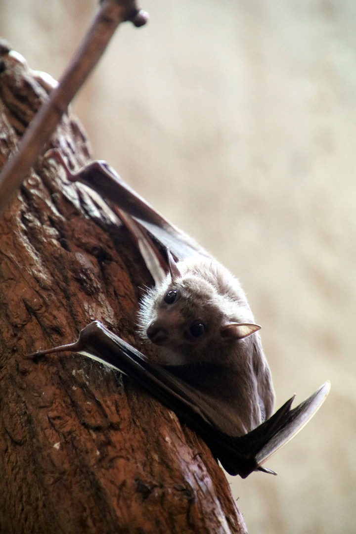 Fledermaus