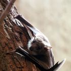 Fledermaus