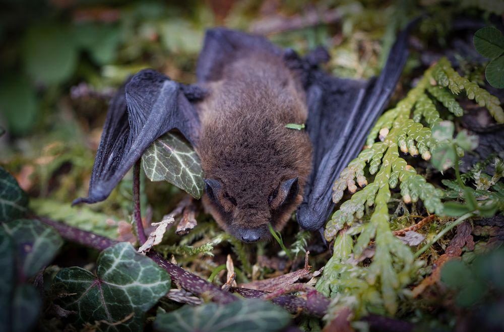 fledermaus