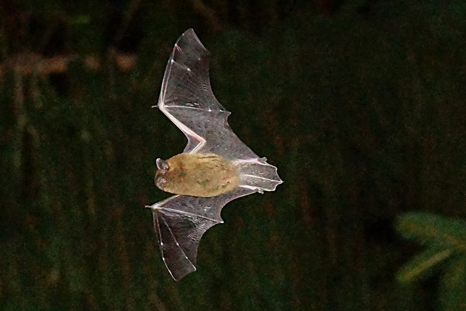 Fledermaus 2