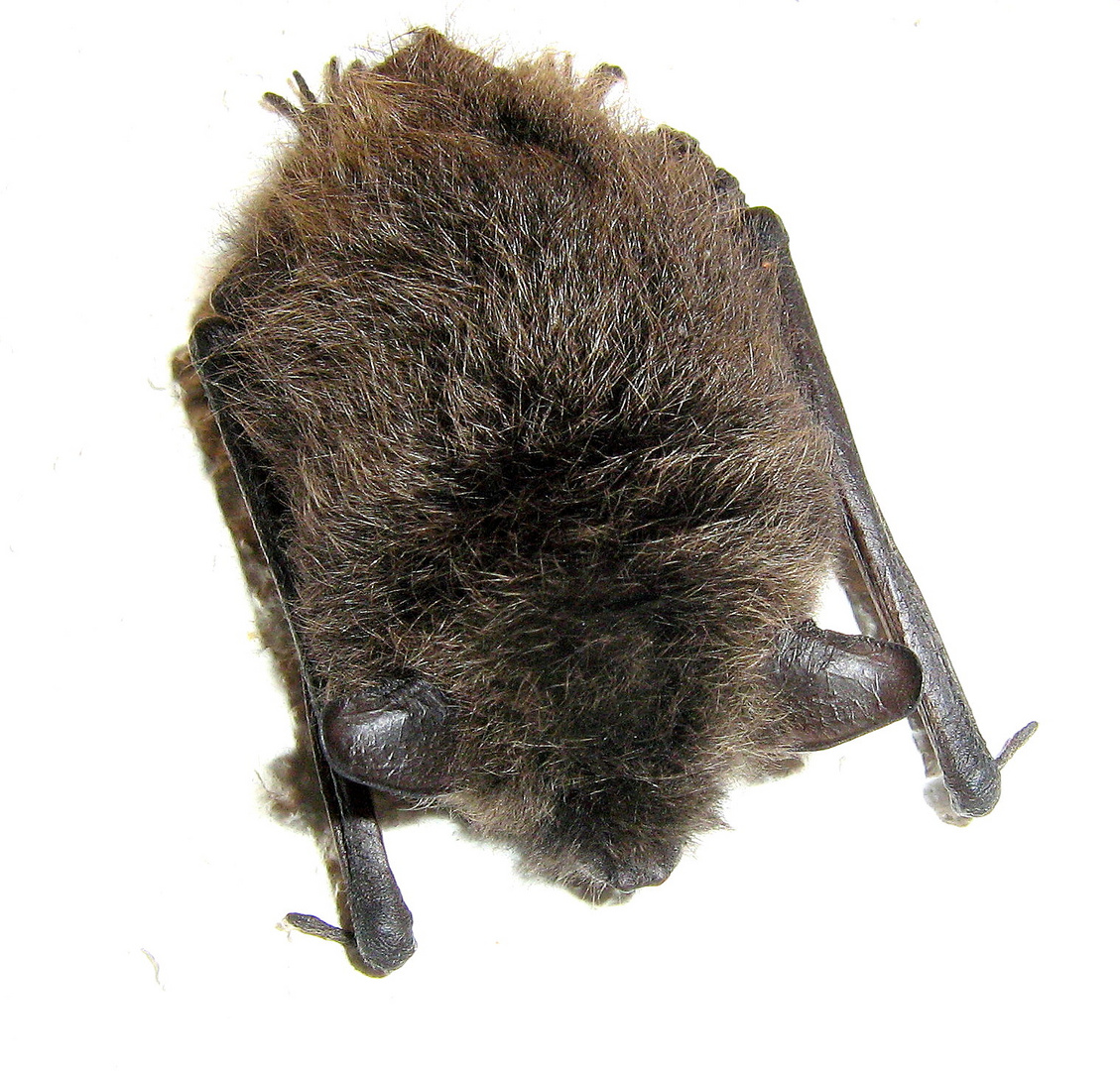 Fledermaus