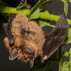 Fledermaus