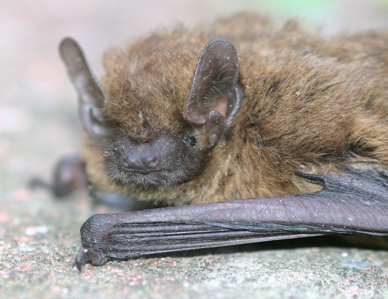 Fledermaus Foto Bild Natur Flug Fledermaus Bilder Auf Fotocommunity