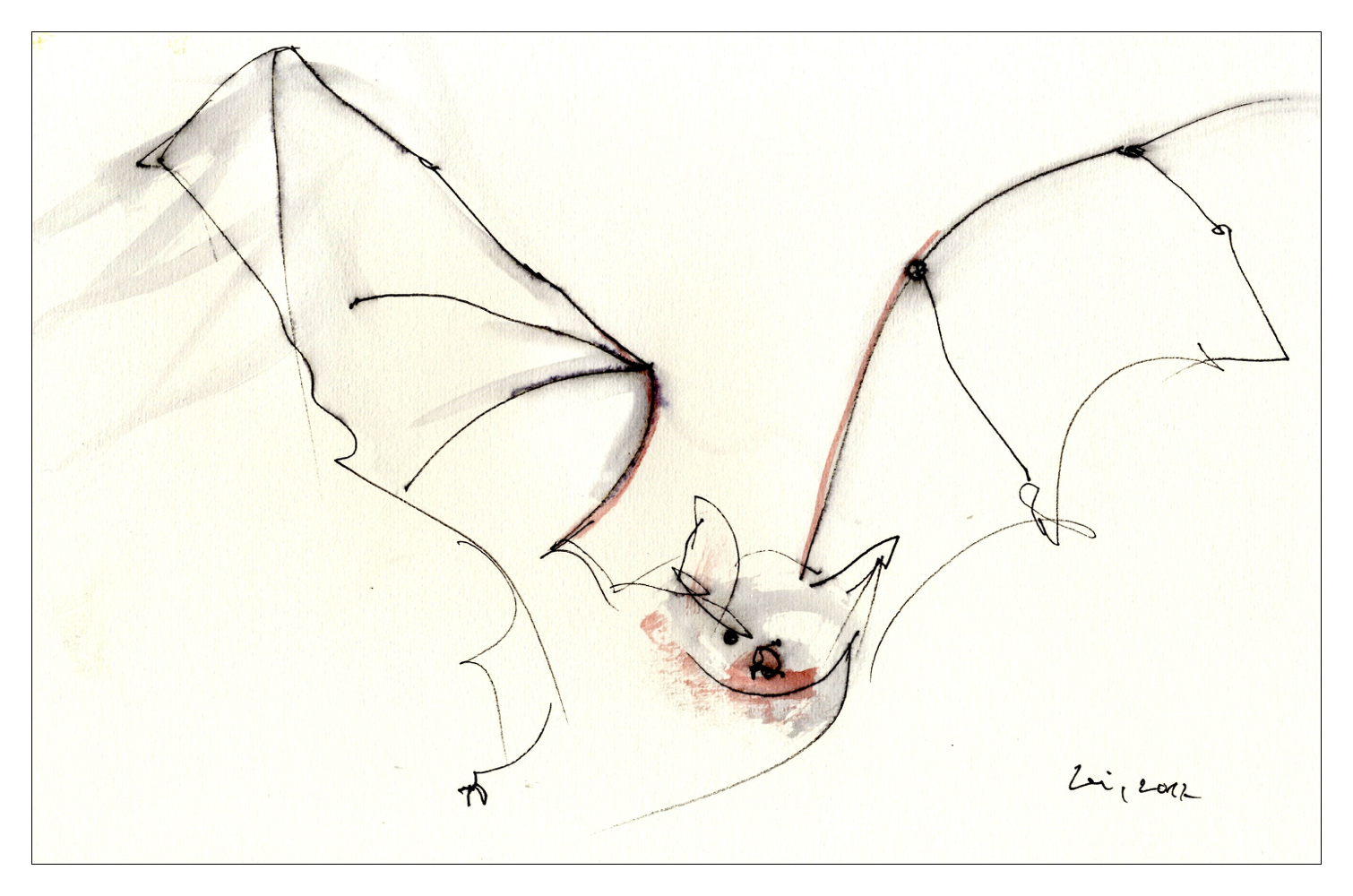 Fledermaus