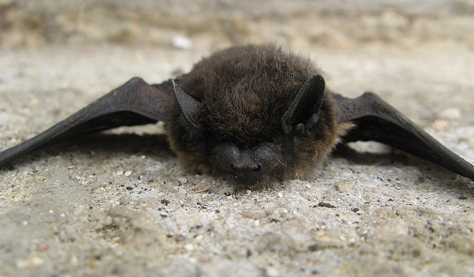 Fledermaus