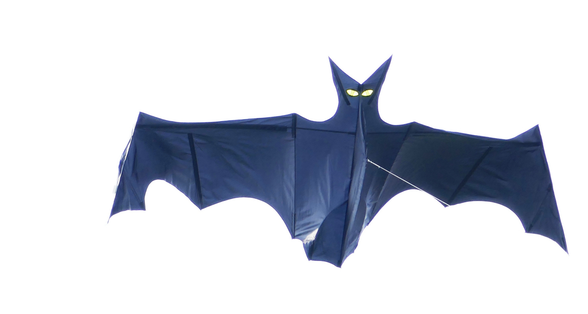 Fledermaus 