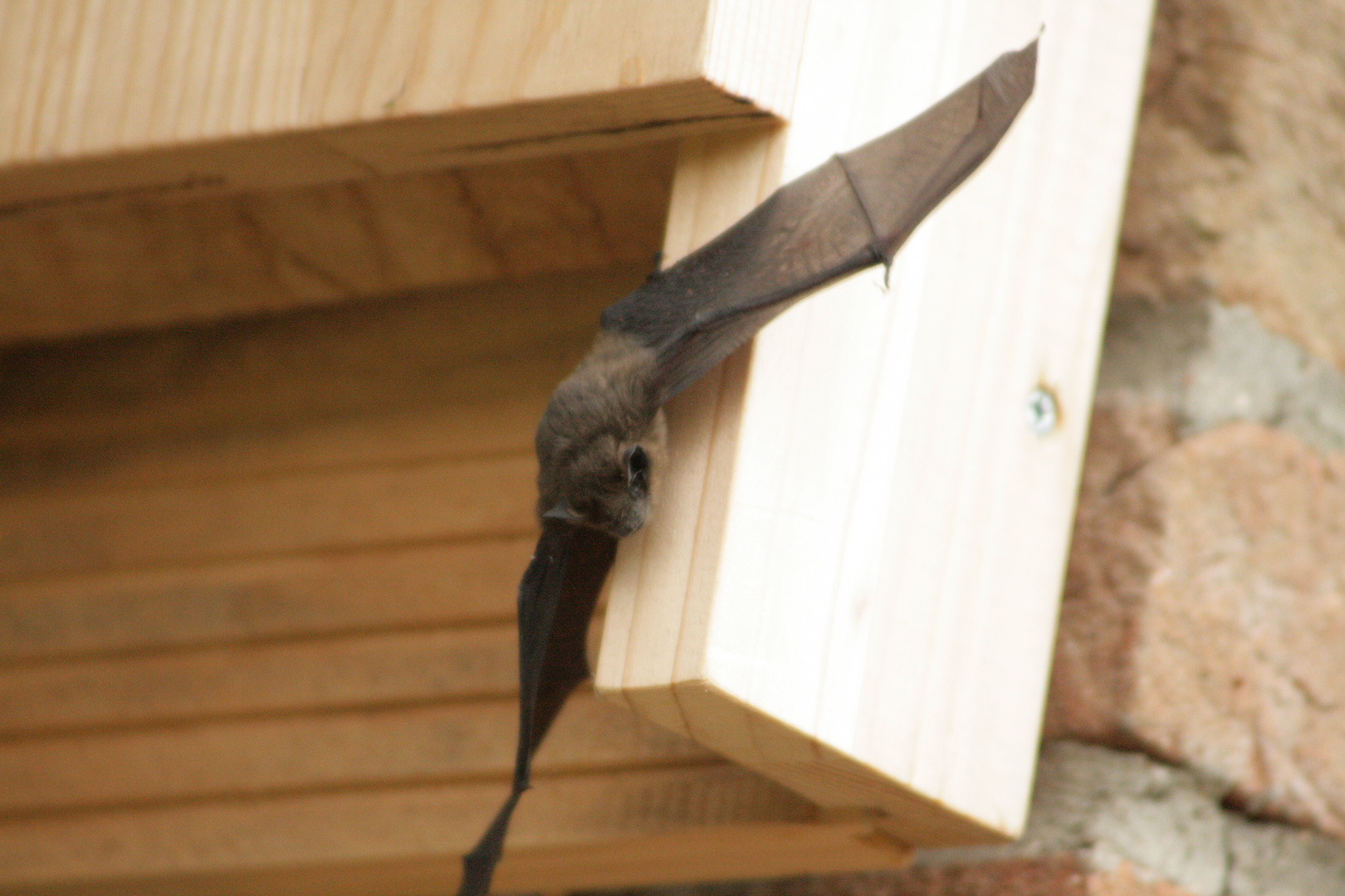 Fledermaus