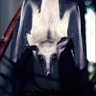 Fledermaus