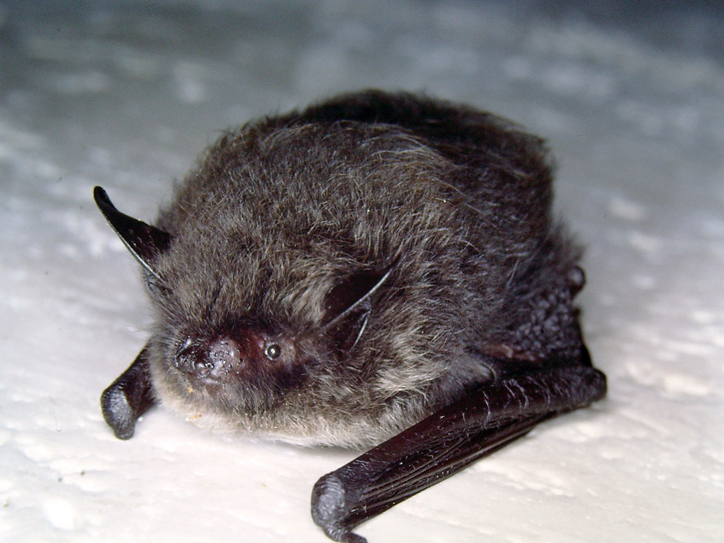 Fledermaus Foto Bild Tiere Wildlife Saugetiere Bilder Auf Fotocommunity