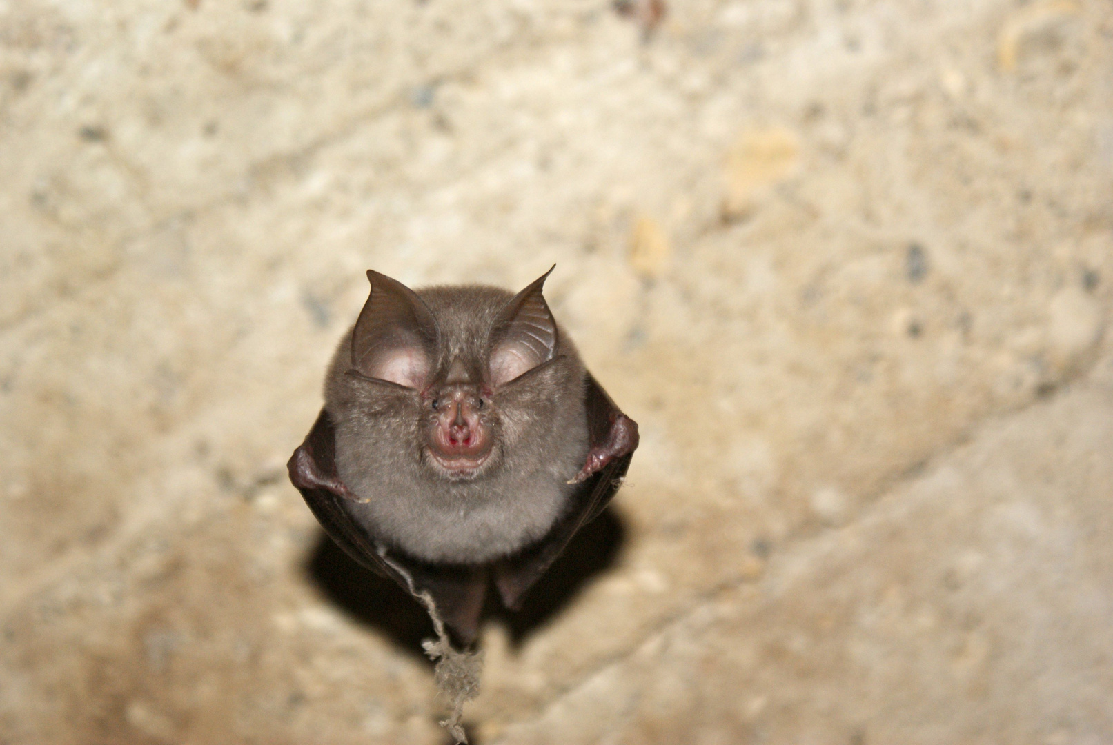 fledermaus