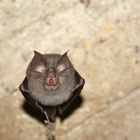 fledermaus