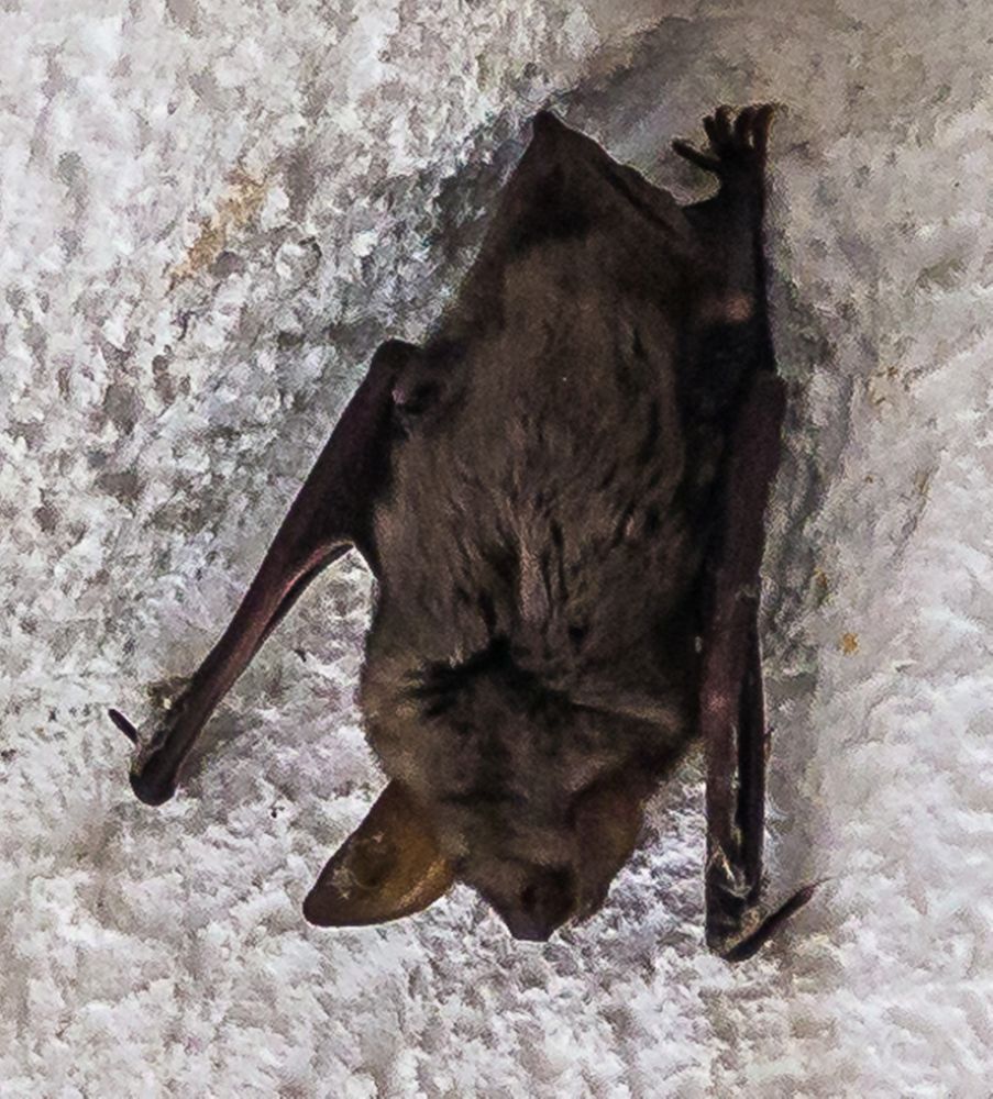 Fledermaus