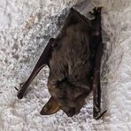 Fledermaus