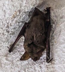 Fledermaus