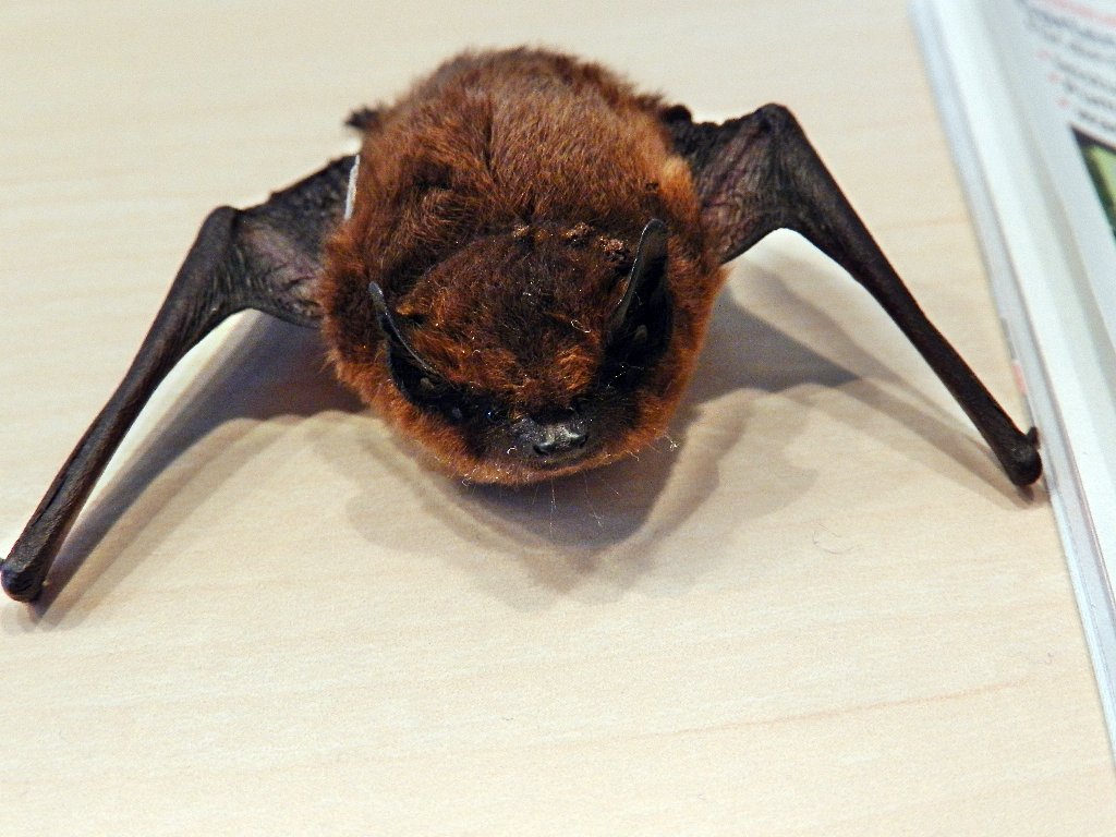 Fledermaus