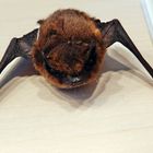 Fledermaus