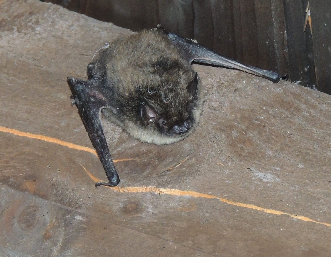 Fledermaus am Tag