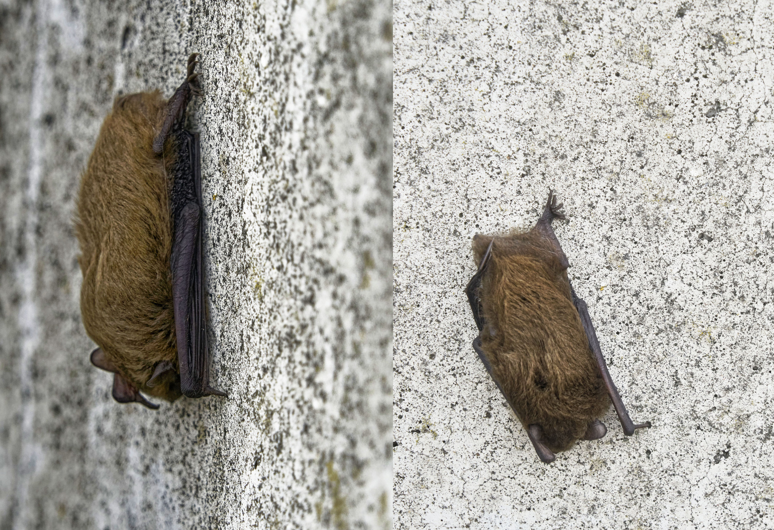 Fledermaus an Deichmauer