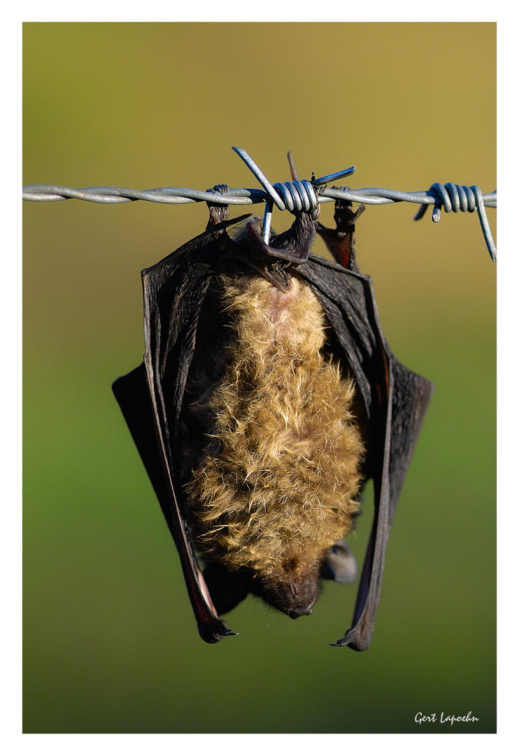 Fledermaus auf Abwegen