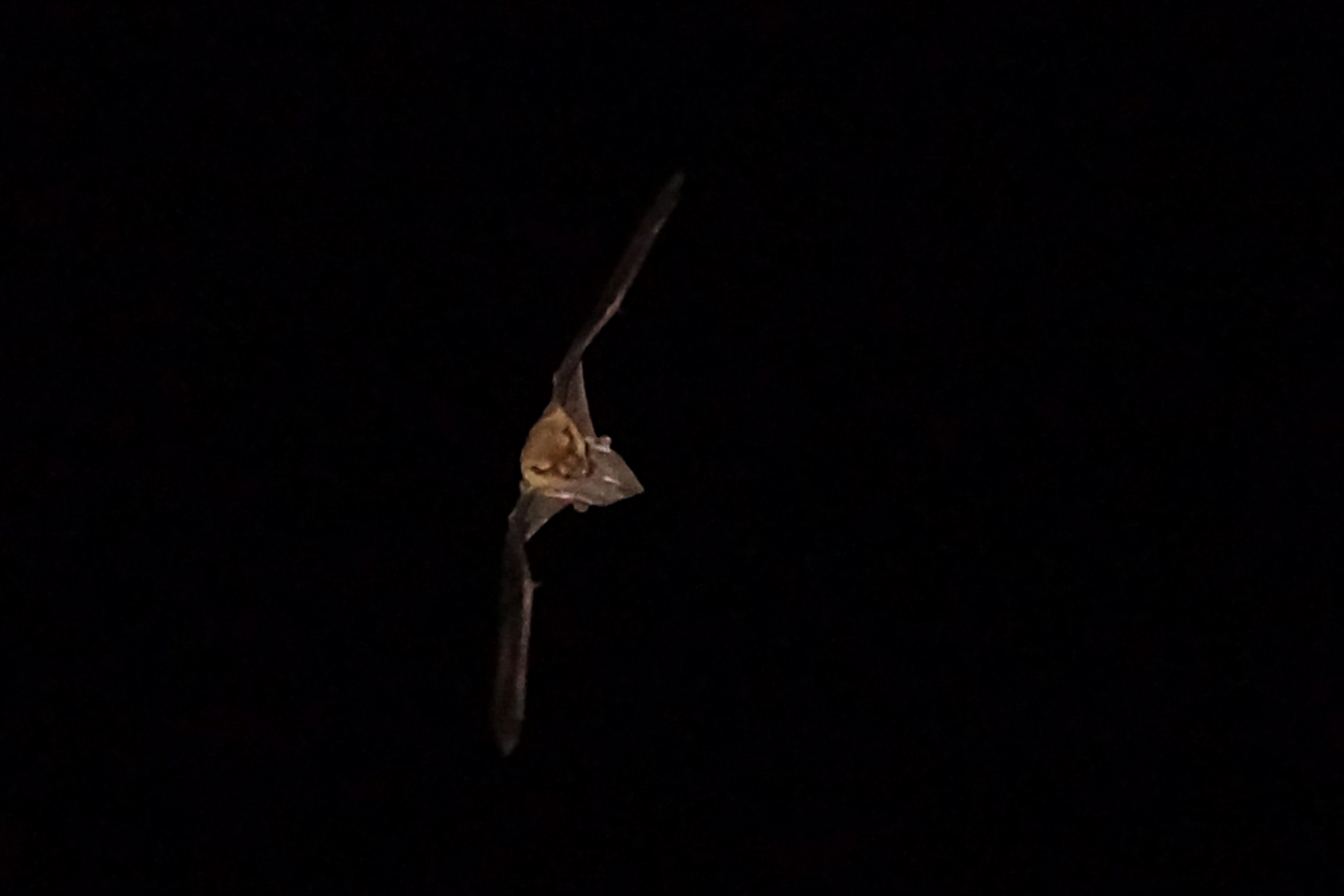 Fledermaus auf Insektenjagd