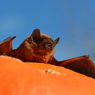 Fledermaus auf Kürbis - bald kommt Halloween!