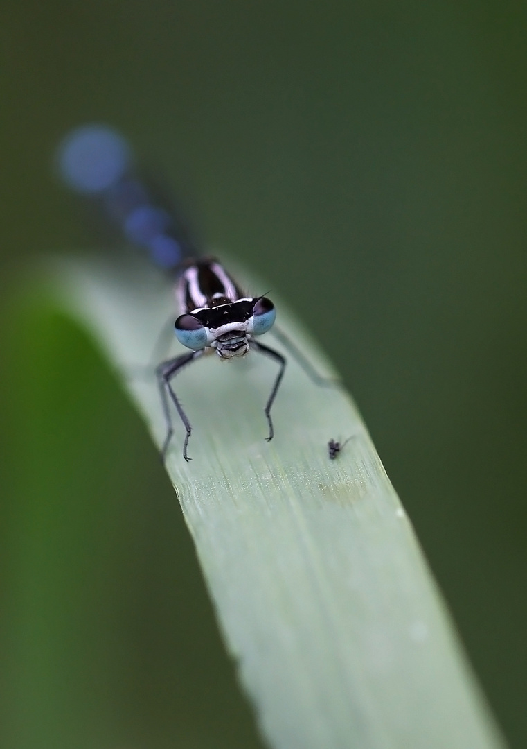 Fledermaus- Azurjunfer 1,0